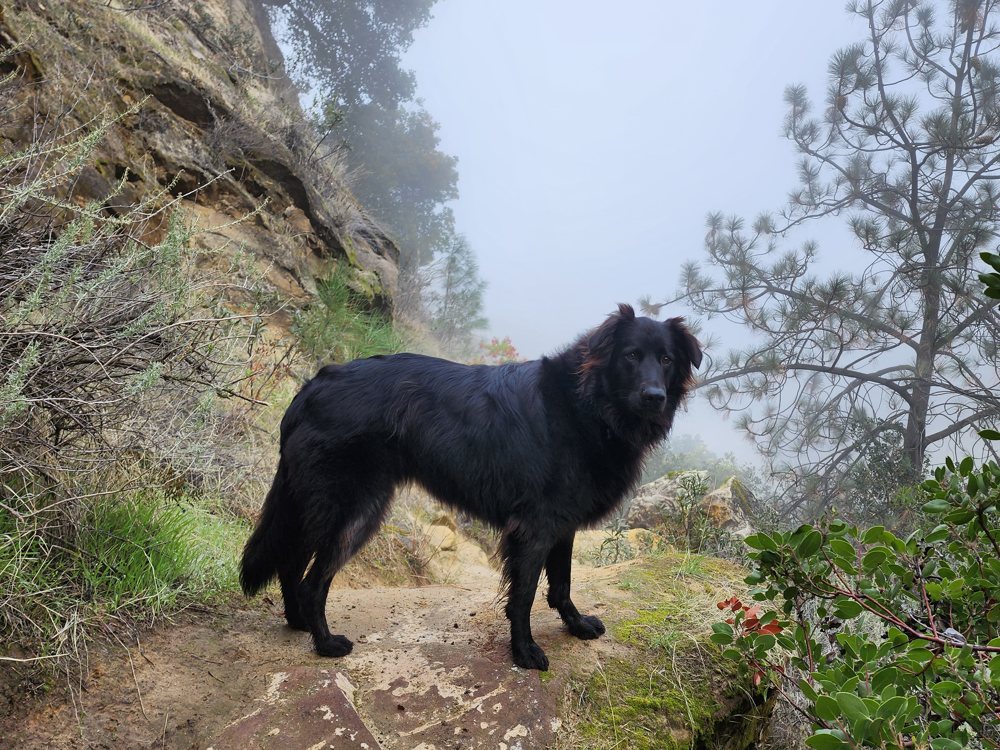Stego, a black dog, standing on a trail