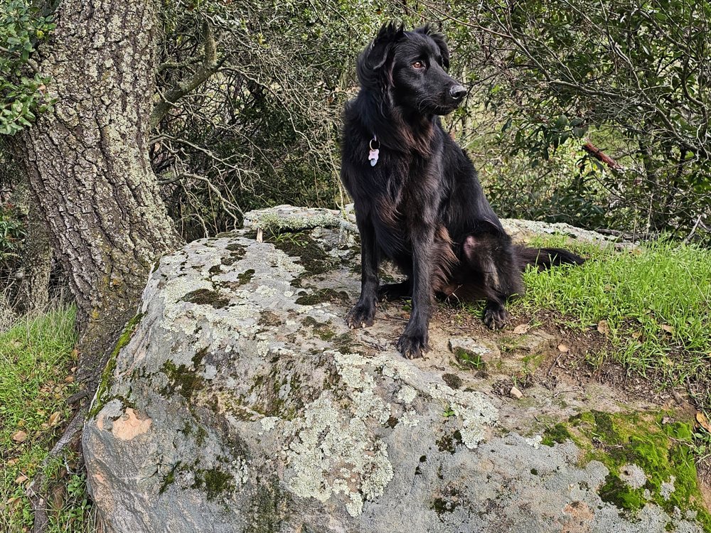 Stego, a black dog, resting on a rock in the outdoors