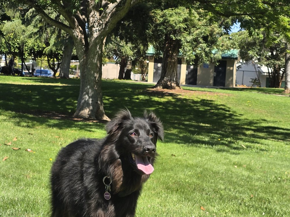 Stego, a black dog, playing in a grassy park