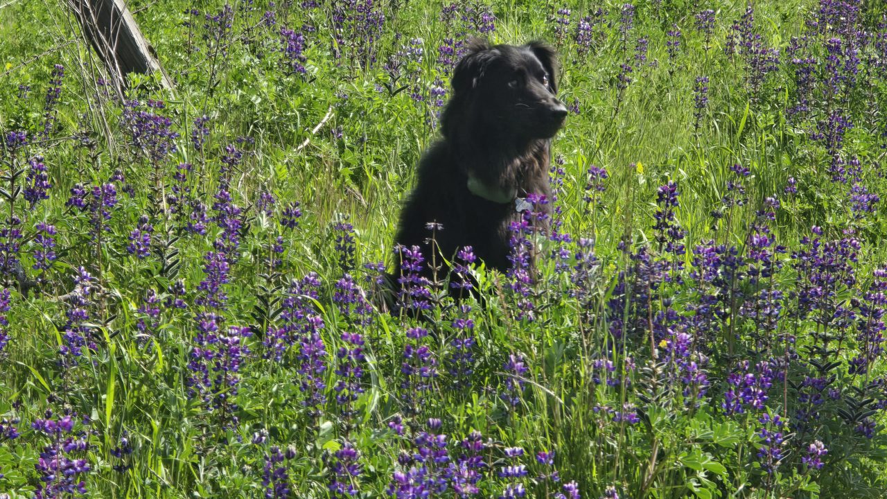 A dog resting outdoors in a field
